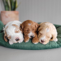 Lily's Pups