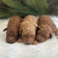 Ruby's Pups